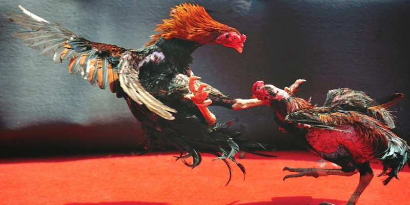 Hãy biết cách quản lý vốn cược khi chơi đá gà cựa sắt tại các nhà cái