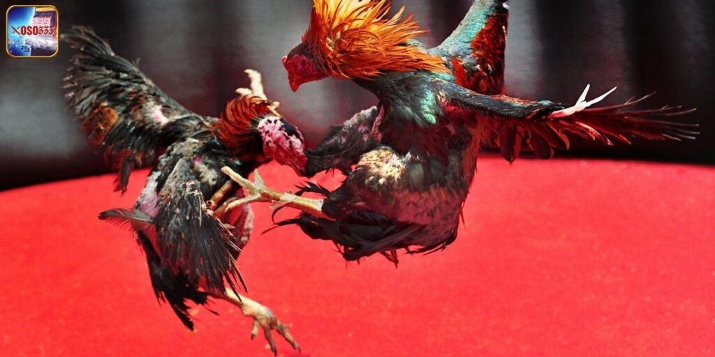 Hướng dẫn các bước chơi tại sảnh đá gà đơn giản