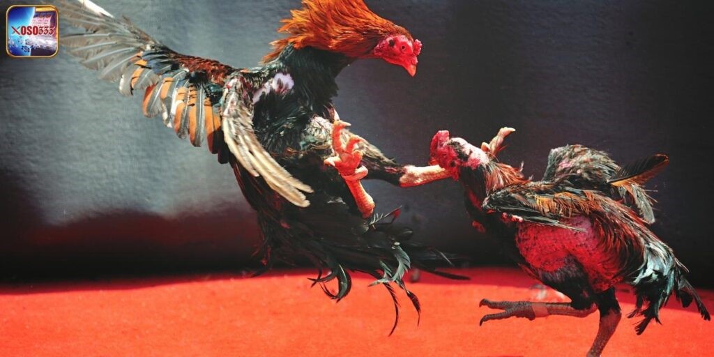 Trau dồi kinh nghiệm để cá cược thành công